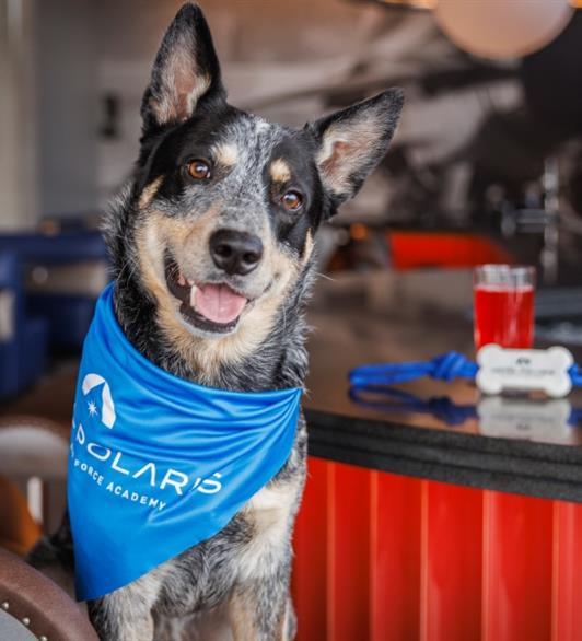 A dog with a Hotel Polaris bandana around its neck