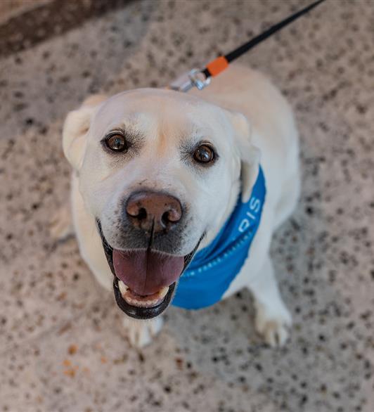 A dog smiling at the camera