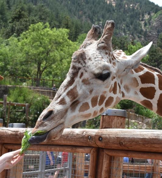 A giraffe eating lettuce from the hand of someone