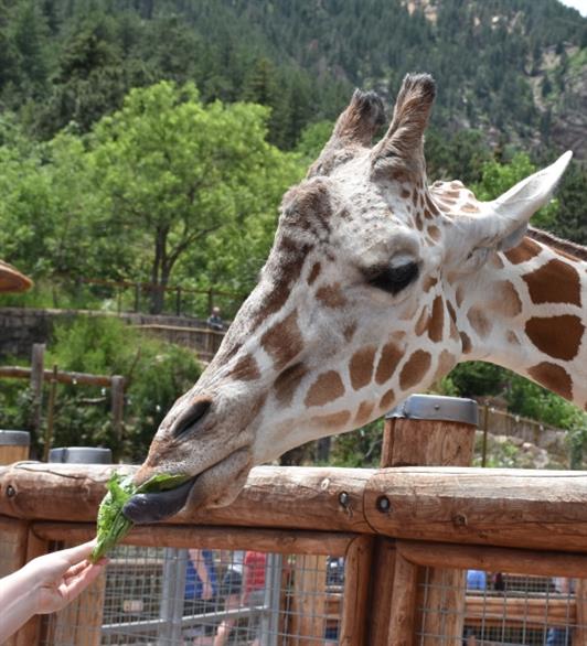 A giraffe eating lettuce out of a persons hand