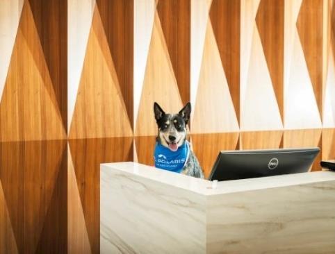 A dog behind a welcome desk